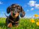 Top 5 Most Intelligent Dog Breeds — And What Makes Them So Special