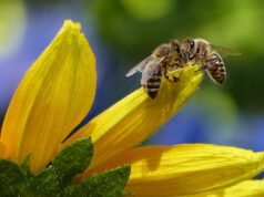 The Secret Life of Bees: Nature’s Most Hardworking Pollinators
