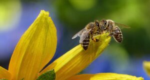 The Secret Life of Bees: Nature’s Most Hardworking Pollinators